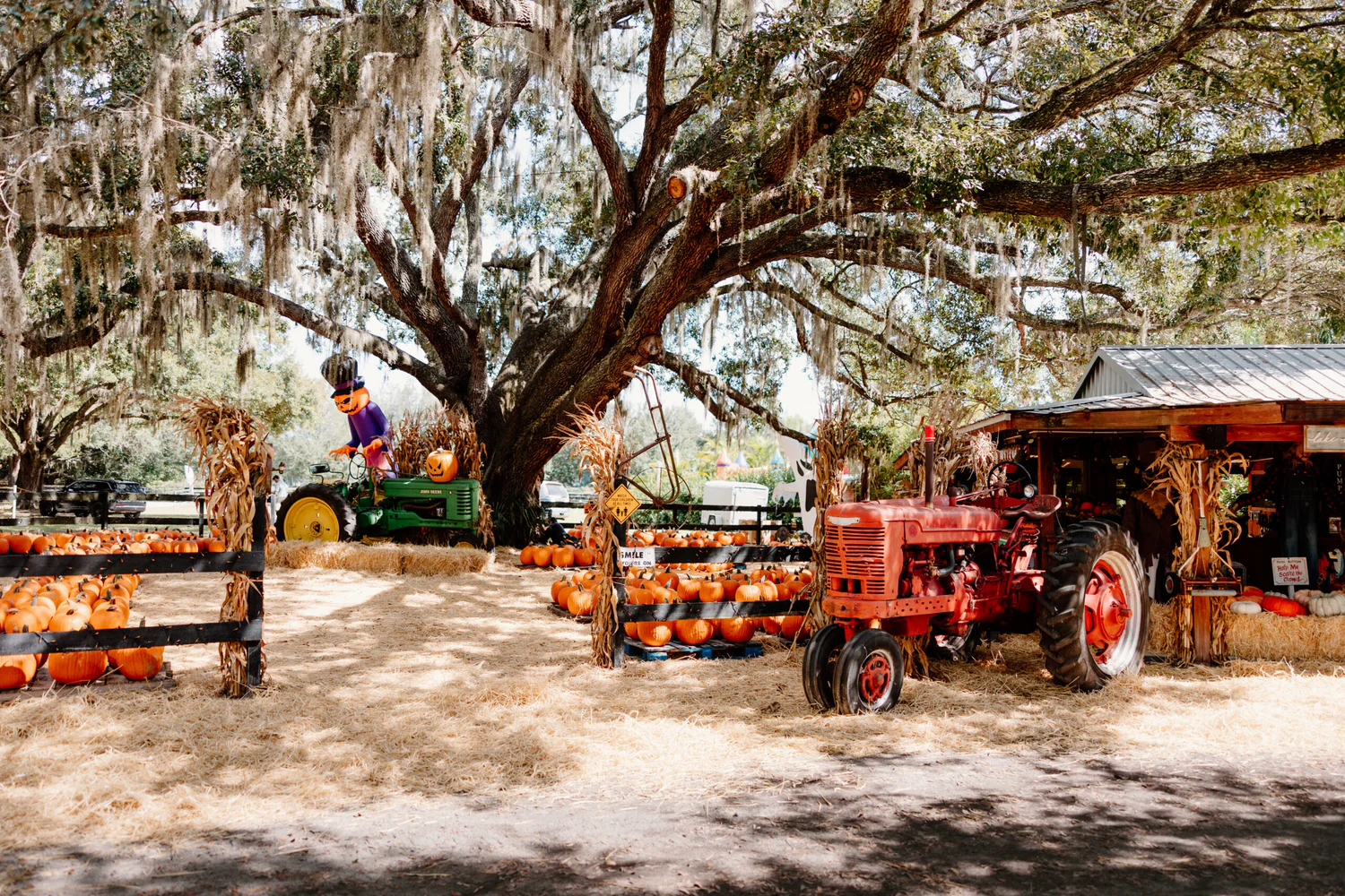 Pumpkins at Club Lake Fall Festival in Apopka