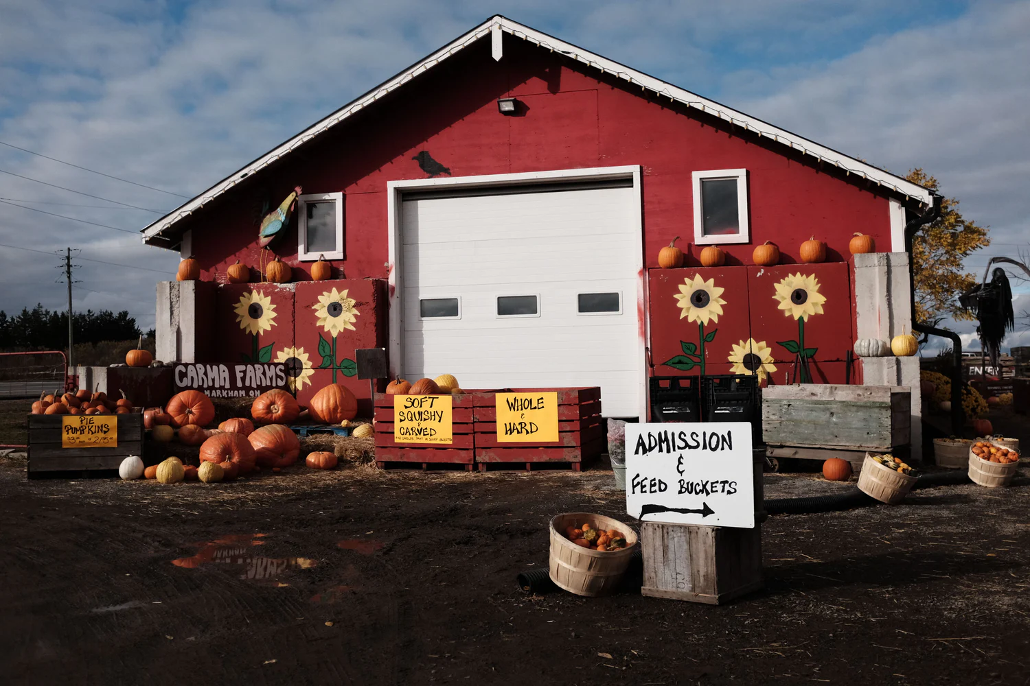 Pumpkin display with sunflower decorations in the fall