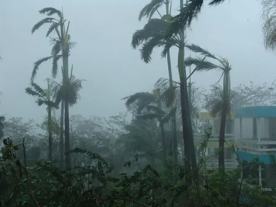 Palmeiras balançam em meio a tempestade durante temporada de furacões na Flórida em 2026