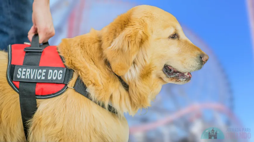 Um homem segura seu cão guia com um parque de diversões ao fundo