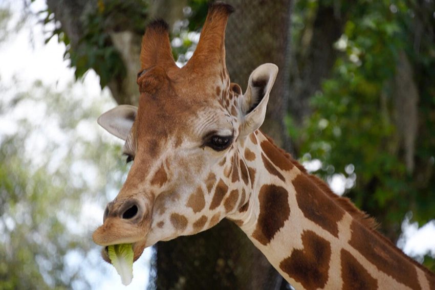 Crianças têm entrada gratuita no Zoológico da Flórida em agosto