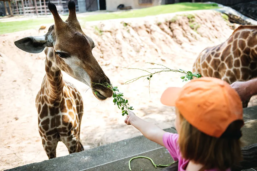 Orlando com crianças: zoológico promove passeio diferente em junho